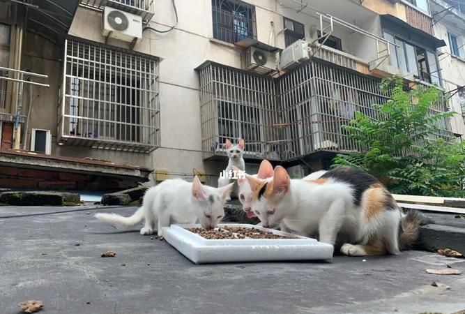 梦见流浪猫带着一窝小猫
,女人梦见一窝小猫崽和母猫图4