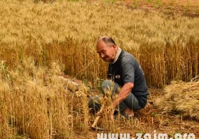 周公解梦梦见在麦地里
,周公解梦在麦地里拾到钱图2