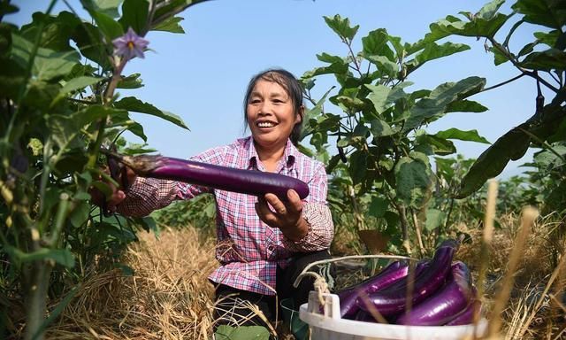 梦见偷摘茄子是什么预兆女性
,梦到朋友偷别人的茄子她摘了很多是什么意思图2