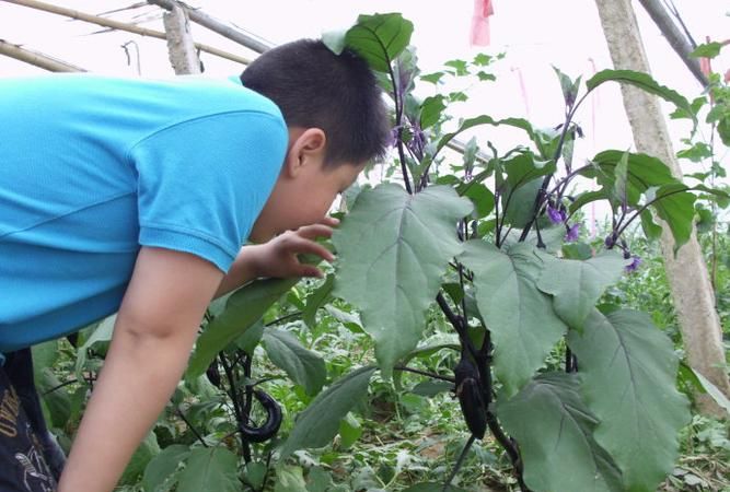 梦见偷摘茄子是什么预兆女性
,梦到朋友偷别人的茄子她摘了很多是什么意思图3