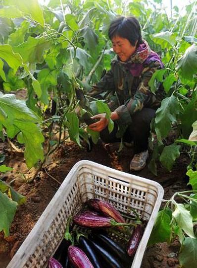 梦见偷摘茄子是什么预兆女性
,梦到朋友偷别人的茄子她摘了很多是什么意思图4