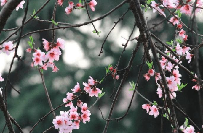 1993属鸡的桃花劫在那一年
,属鸡202有血光之灾属鸡人桃花劫有血光之灾图3