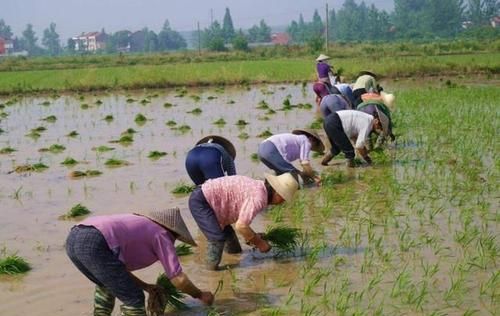 女人梦见秧苗长得旺盛
,梦见田里的秧苗长势很好周公解梦图1