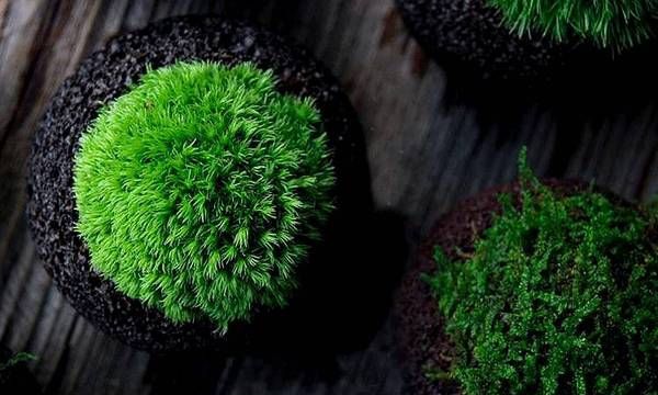 女人梦见清水里有些青苔
,周公解梦梦见自己在水里还有青苔好不好图1