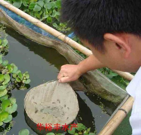 梦见捉泥鳅是什么兆头
,梦见捉泥鳅预示着什么图1