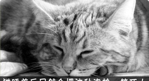 猫是前世亲人转世
,猫的前世是什么图4