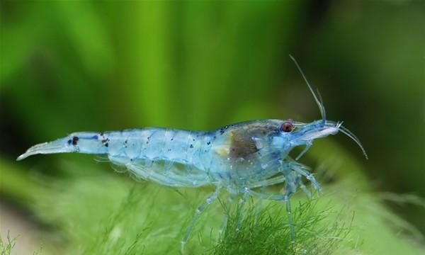 梦见水龙头里流出鱼和虾
,梦见鱼和虾是怎么回事图2