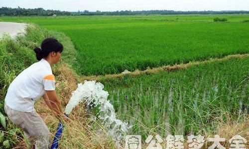 梦见浇地到处流水啥意思
,梦见浇地水里有好多鱼图4