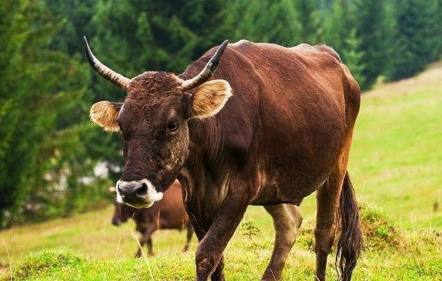 属牛有牢狱之灾么
,85年属牛36岁有牢狱之灾图3