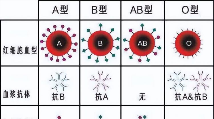 4个血型哪个血型最贵
,4个血型哪个血型最贵图1