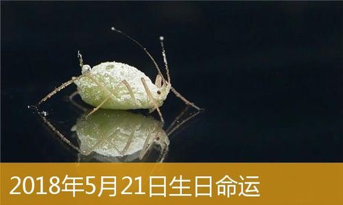 2月2出生人的命运
,属羊二月二十一是什么命图3