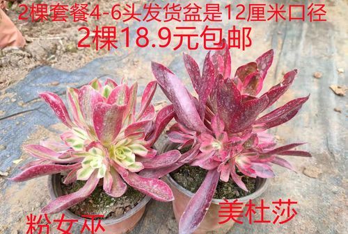 0月25号
,黄历日期是农历还是阳历图3