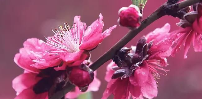 属蛇人桃花犯在几月呢
,生肖蛇桃花年份图4