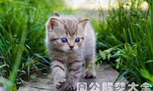 梦见好几只外来猫是什么预兆
,梦到好多只猫是什么预兆图1