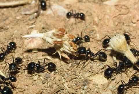 女人梦见黑蚂蚁
,梦见很多黑蚂蚁是什么意思图2
