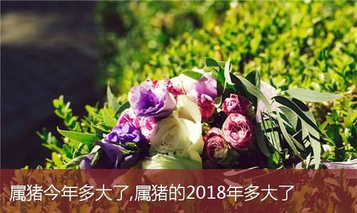 83属猪正缘出现在哪年,71年属猪人命里带二婚图1