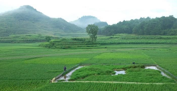 梦见在田里洗手是什么意思,梦见被蛇咬了手指,把蛇打死了图1