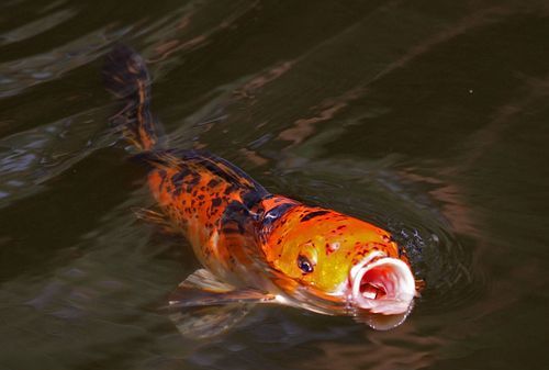 梦到鱼张嘴吃东西,梦见池塘里很多大鱼解梦图4