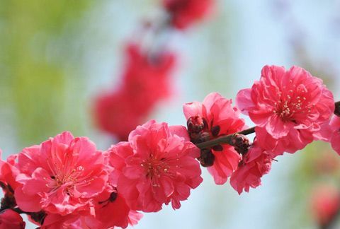 什么梦预示要走桃花运