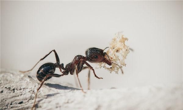 梦见好多黑蚂蚁是什么征兆