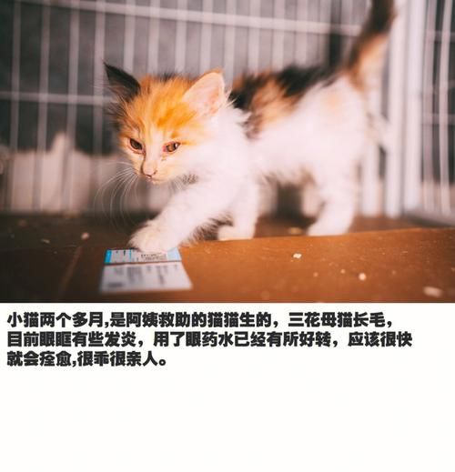 梦见九只猫是什么预兆