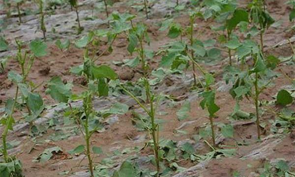 梦见下大雨栽棉花苗什么意思啊