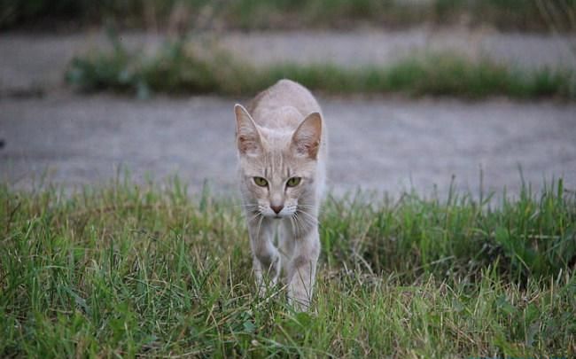 梦到好多只猫是什么预兆