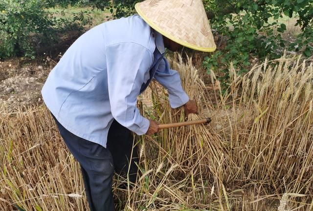 女人梦见在墓地镰刀割麦子什么意思啊