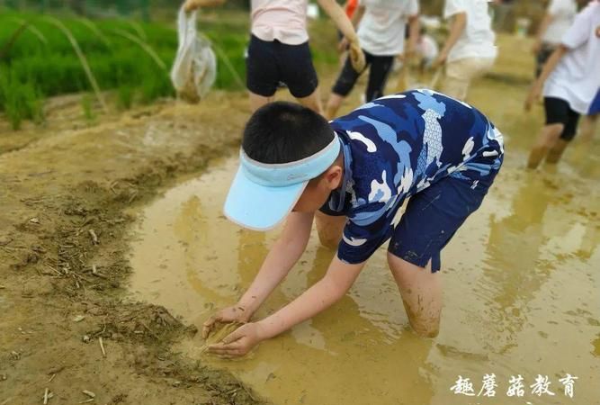 梦见捉泥鳅是什么意思有什么预兆