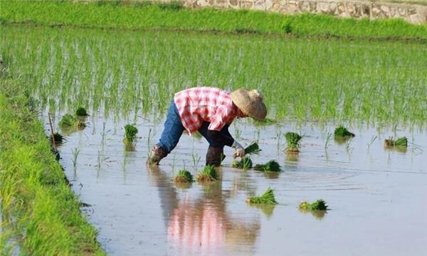 梦见秧苗和水田