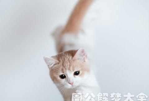 梦见猫是什么预兆