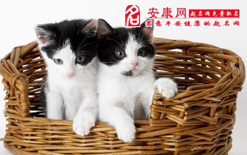 梦见一群猫是什么意思