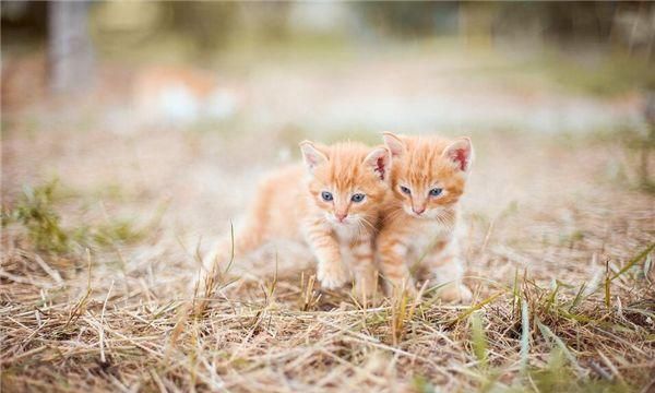 梦见被猫吃了是什么预示