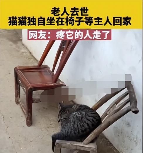 猫进家门预示着什么,赶走会怎样