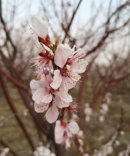 桃花红艳煞会自己化解