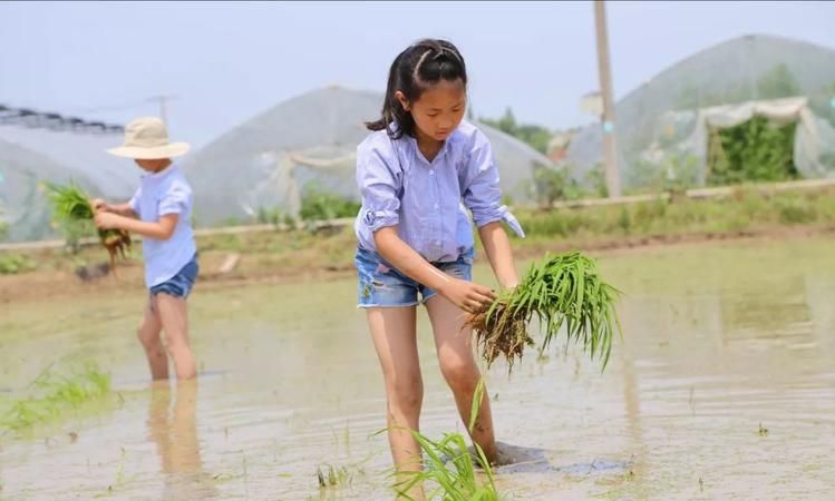 梦见拔秧苗代表什么意思啊