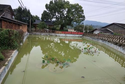 梦见池塘里的水干了是什么意思